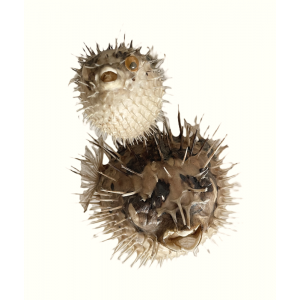 2 anciens poissons Diodon...