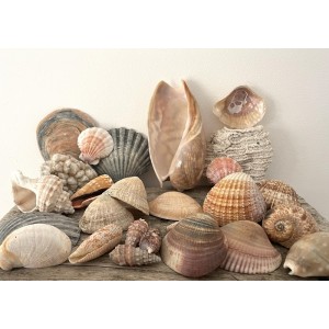 Collection coquillages,...